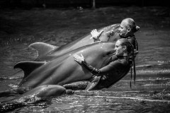 Performing dolphins. Lithuania, 2016.