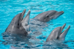 Captive dolphins can suffer from depression and obesity. France, 2017.