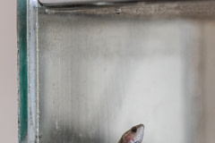 A lone fish in an aquarium. Cuba, 2008.
