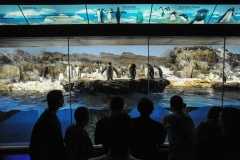 King penguins in display at Sea World. USA, 2011.