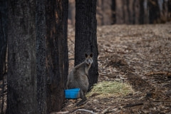 A lone wallaby goes to drink from a blue water bowl that was put out for wildlife outside a farm in the Buchan area. People are leaving these bowls out for animals in all parts of the country.