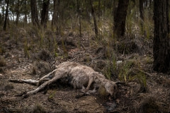 A kangaroo who died in the forest fires in the Buchan area.