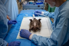 An injured echidna is sedated and treated for injuries at Southern Cross Wildlife Care.