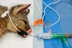 An injured possum receives treatment at Southern Cross Wildlife Care for severe burns caused by the bushfires.