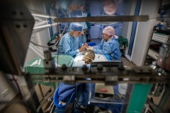 An injured possum receives treatment at Southern Cross Wildlife Care for severe burns caused by the bushfires.