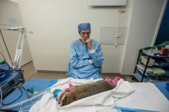 Dr. Howard Ralph of Southern Cross Wildlife Care treats an injured possum under anesthetic. His dressings are changed every 2-3 days. He is recovering well from severe burns to his tail and all four paws.