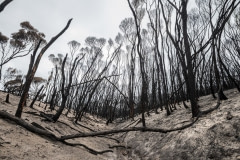 The destroyed forest surrounding Mallacoota.