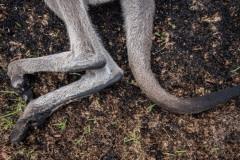 A euthanized burn victim (wallaby).