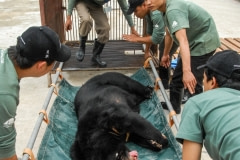 Being removed from the cage she lived in for eight years. Vietnam, 2008.