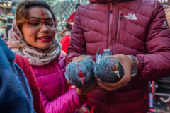 Pigeons are blessed and released at the temple.