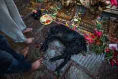A beheaded goat at the temple altar.