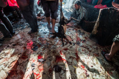A beheaded goat is dragged to the temple butchery.