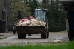 A tractor carries a load of dead turkeys infected with H5N1 out from the shed where they were killed during a disposal operation at a farm with an avian influenza outbreak. UK, 2022. Ed Shephard / Generation Vegan / We Animals Media