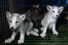 Four young fox kits stare from within a bare wire cage on Finland's largest fur farm. The farm will soon kill all of these individuals during a mass culling operation intended to stem the spread of highly pathogenic avian influenza. Halsua, Finland, 2023. Oikeutta elaimille / We Animals Media