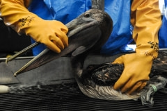 Tri-State staff member Heather Nevill hold a newly de-oiled brown pelican during the final rinse. USA, 2010.