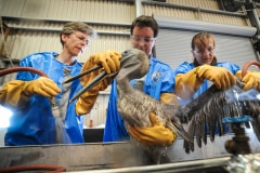 Staff members of Tri-State Bird Rescue de-oil a brown pelican at the Fort Jackson, Louisiana rehabilitation site.Venice, Louisiana, USA, 2010.
