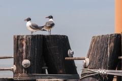 Sea birds with oil on their bellies became an increasingly common sight along the Gulf coast. USA, 2010.