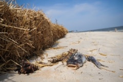 Dead fish wash up on Dauphin Island beaches and are quickly picked up by BP-hired clean-up crews. USA, 2010.
