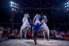 Horses and camels performing at a circus. France, 2017.