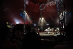 Performing horses. Canada, 2011.