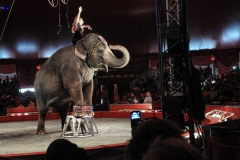 Performing elephant. Canada, 2011.