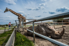 Giraffe and rhinoceros at the circus. Germany, 2016.