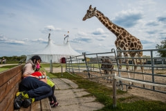 Visitors, giraffe, and zebra outside the big top. Germany, 2016.