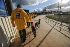 Parading the dogs before the crowd, who will bet on a winner. Australia, 2010.