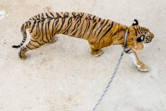 A chained tiger paces in the tourist grounds. Thailand, 2008.