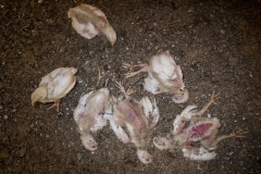 Dead, dying, and living chickens on a factory farm. Mexico, 2018.