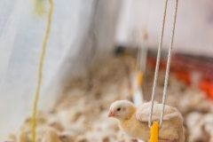 Chickens naturally roost, and try to find places to do so in factory farms. Mexico, 2018.