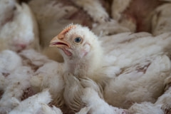 A broiler chicken. Nepal, 2017.