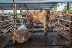 Feedlot. Thailand, 2019.