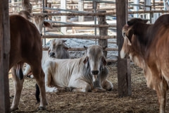 Feedlot. Thailand, 2019.