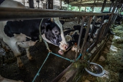 A tethered cow in a dairy farm. Taiwan, 2019.