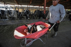A newborn calf is wheeled away from her mother to the veal crates. Spain, 2010.