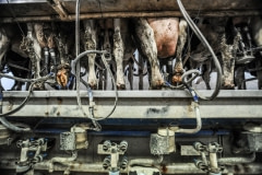 Cows being milked at a small dairy. Spain, 2010.
