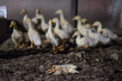 Dead duckling in a factory farm. Australia, 2017.