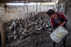 Feeding bread crusts to ducks in a farm. Nepal, 2017.