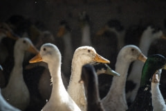 Ducks in a factory farm. Nepal, 2017.