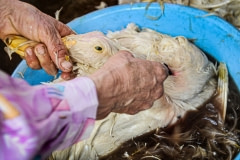 A duck being slaughtered. Vietnam, 2008.