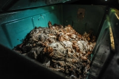 Dumpster full of dead hens. Spain, 2010.