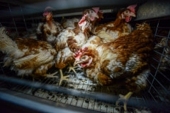 Hens crammed into cages at a factory farm. Australia, 2013.