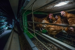 Hens in a cage with investigators in the background at a farm. Spain, 2017.