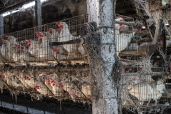 Hens at an egg farm. Taiwan, 2019.