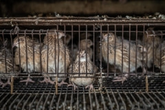 The factory farming of quails for their eggs. Taiwan, 2019.