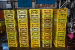 Quail eggs from a factory farm. Taiwan, 2019.