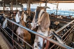 Intensive goat farming. Taiwan, 2019.