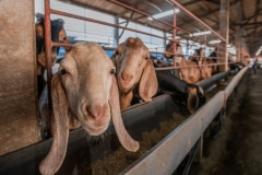 Intensive goat farming. Taiwan, 2019.