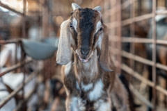 Intensive goat farming. Taiwan, 2019.